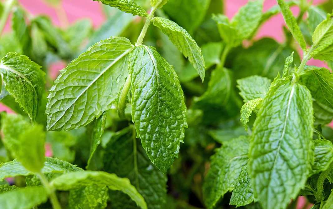 Organic Peppermint (Leaf) - Complete Information Including Health